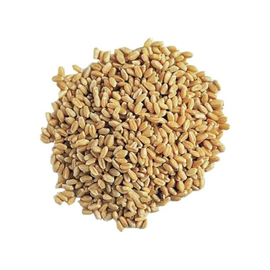 گندم پوست کنده اطلس وزن 25 کیلوگرمی (1 گونی)